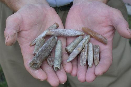 Ископаемые раковины кальмарообразных моллюсков